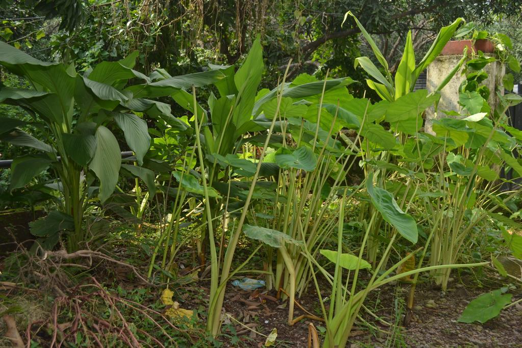 Mount Valley Mama Cottage Rishīkesh Habitación foto